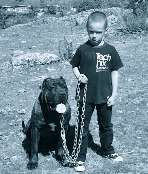Niño con Presa Canario collar táctico Godthund vínculo perro humano