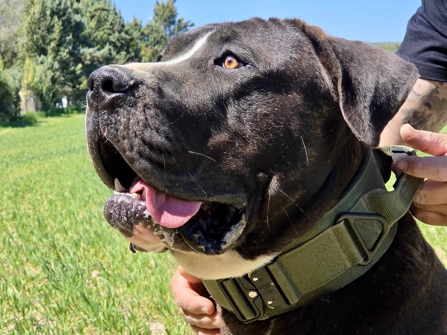 Collar táctico Presa Canario verde oliva Godthund perro de trabajo