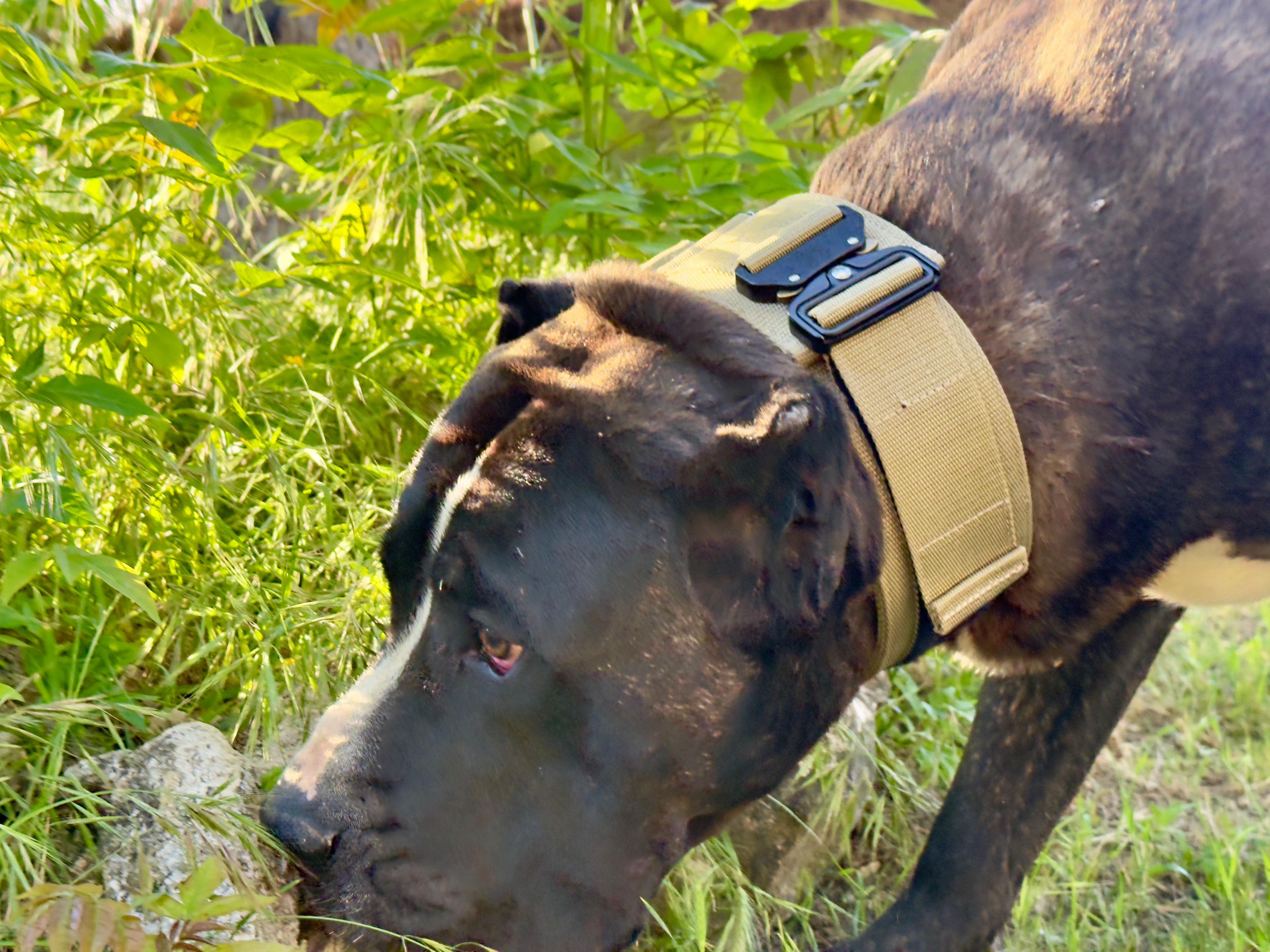 Collar táctico militar coyote K9 Godthund presa canario olfateando