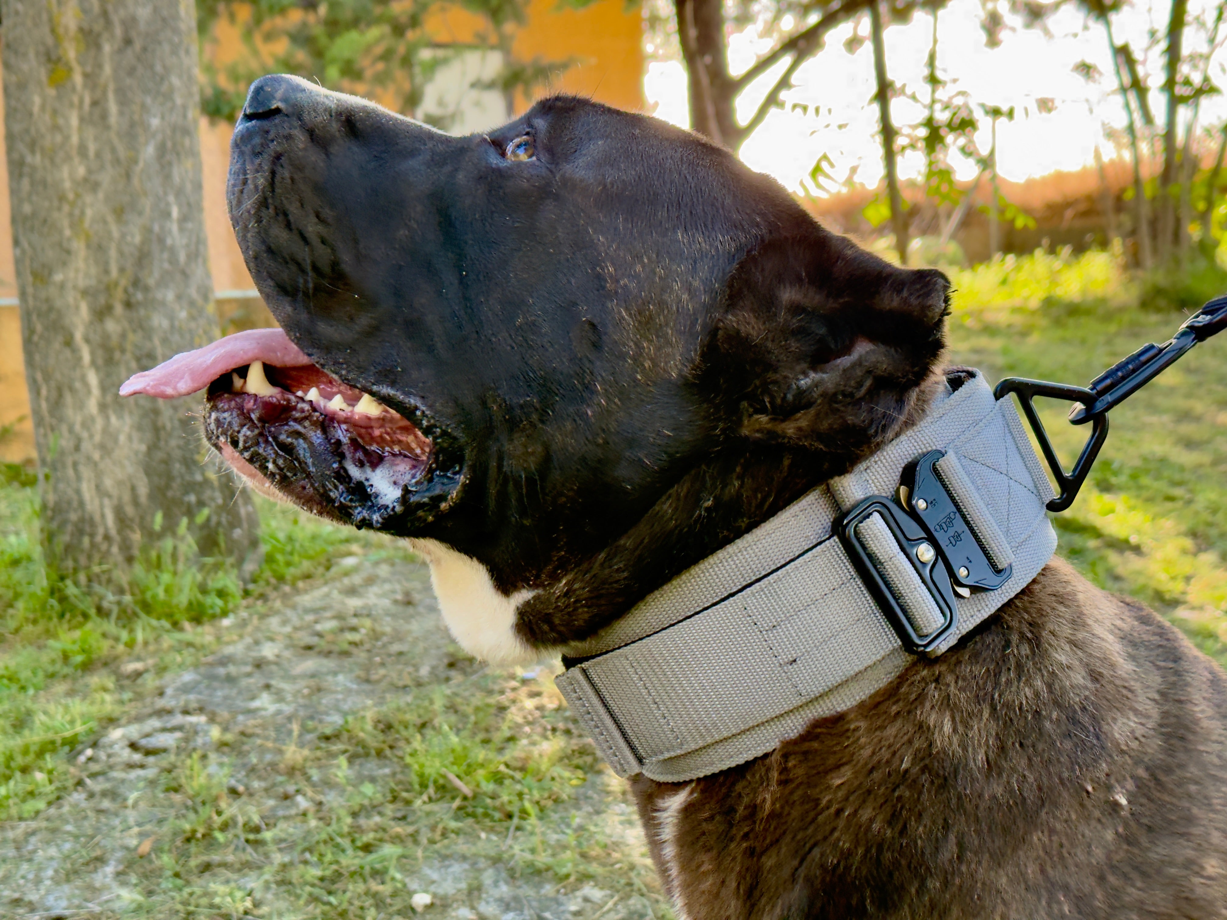 Collar táctico militar gris K9 Godthund perfil cabeza perro de presa