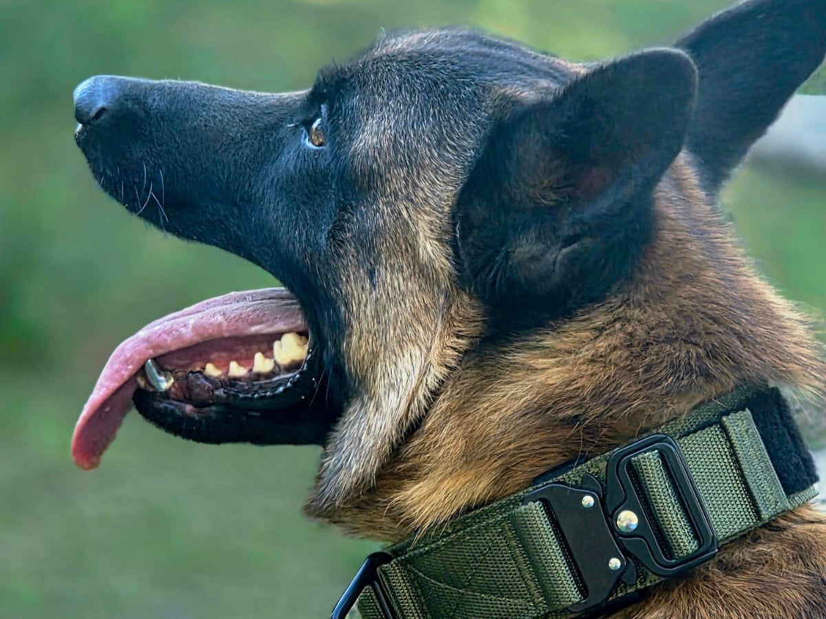 Collar táctico militar verde K9 Godthund perro Malinois