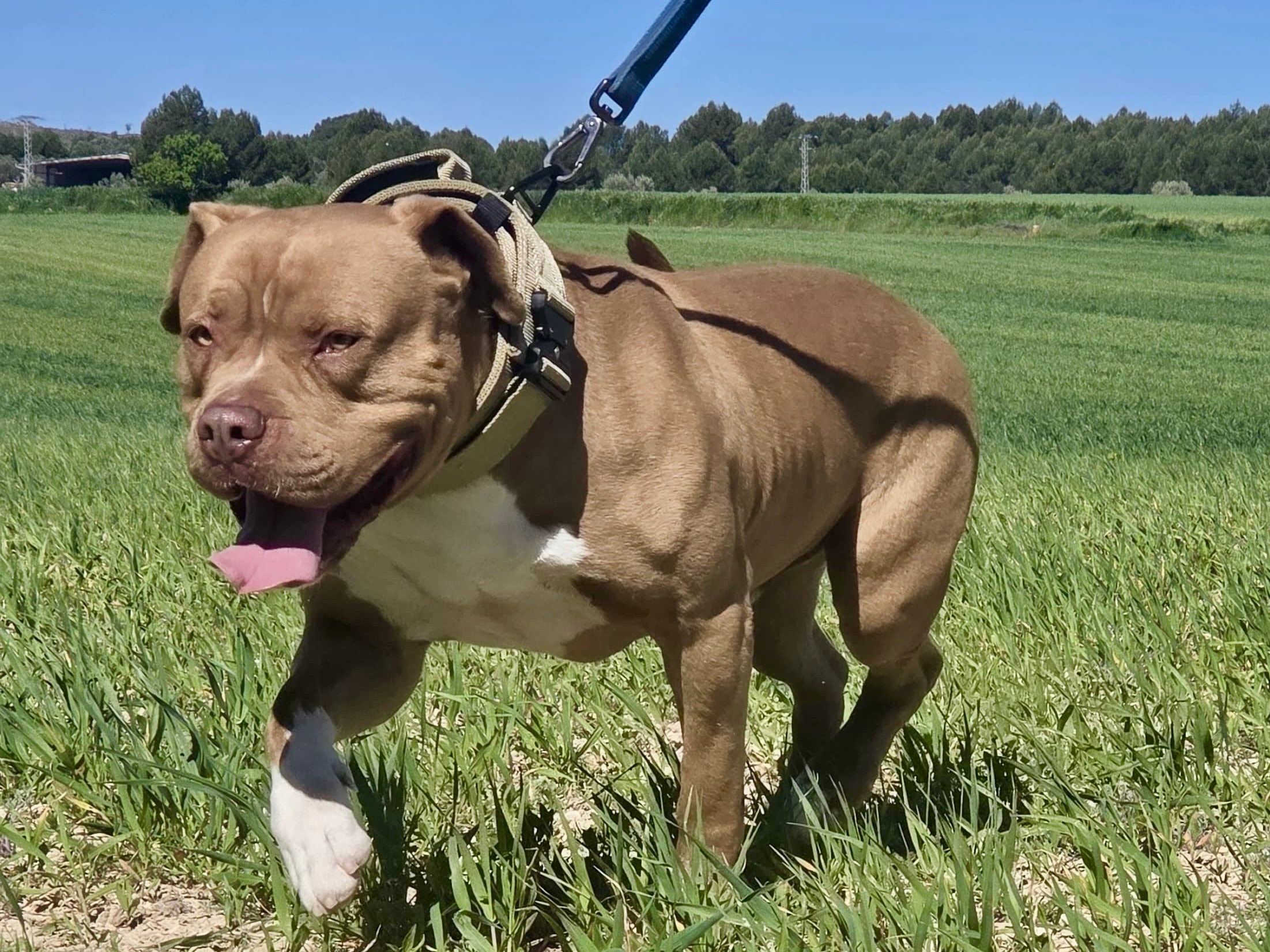 Collar táctico militar coyote K9 Godthund perro presa bully corriendo