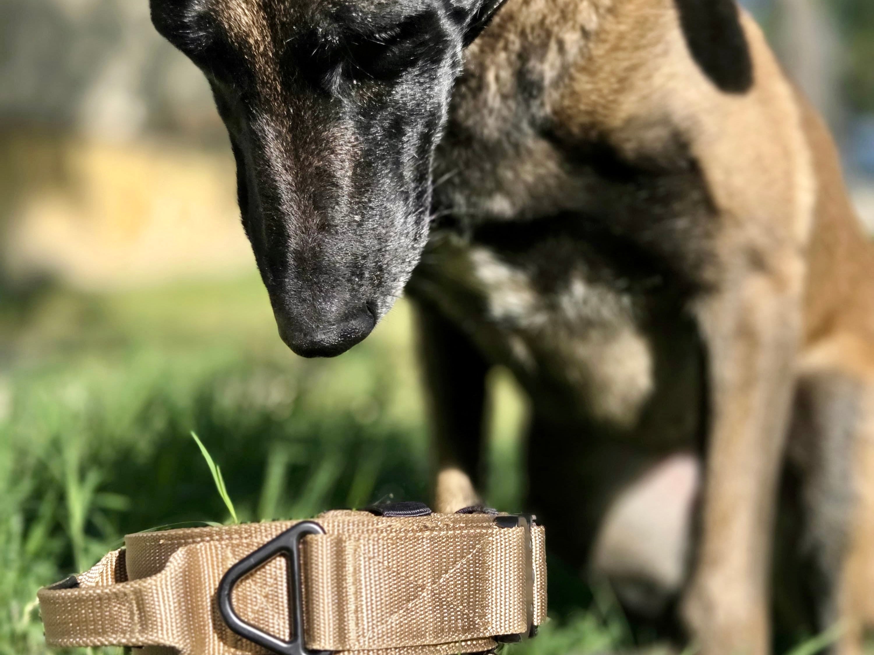 Collar táctico militar coyote K9 Godthund malinois focalizacion deteccion