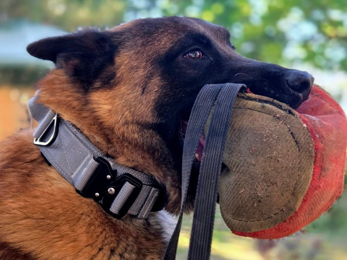 Collar táctico militar gris K9 Godthund malinois perfil juguete mordido