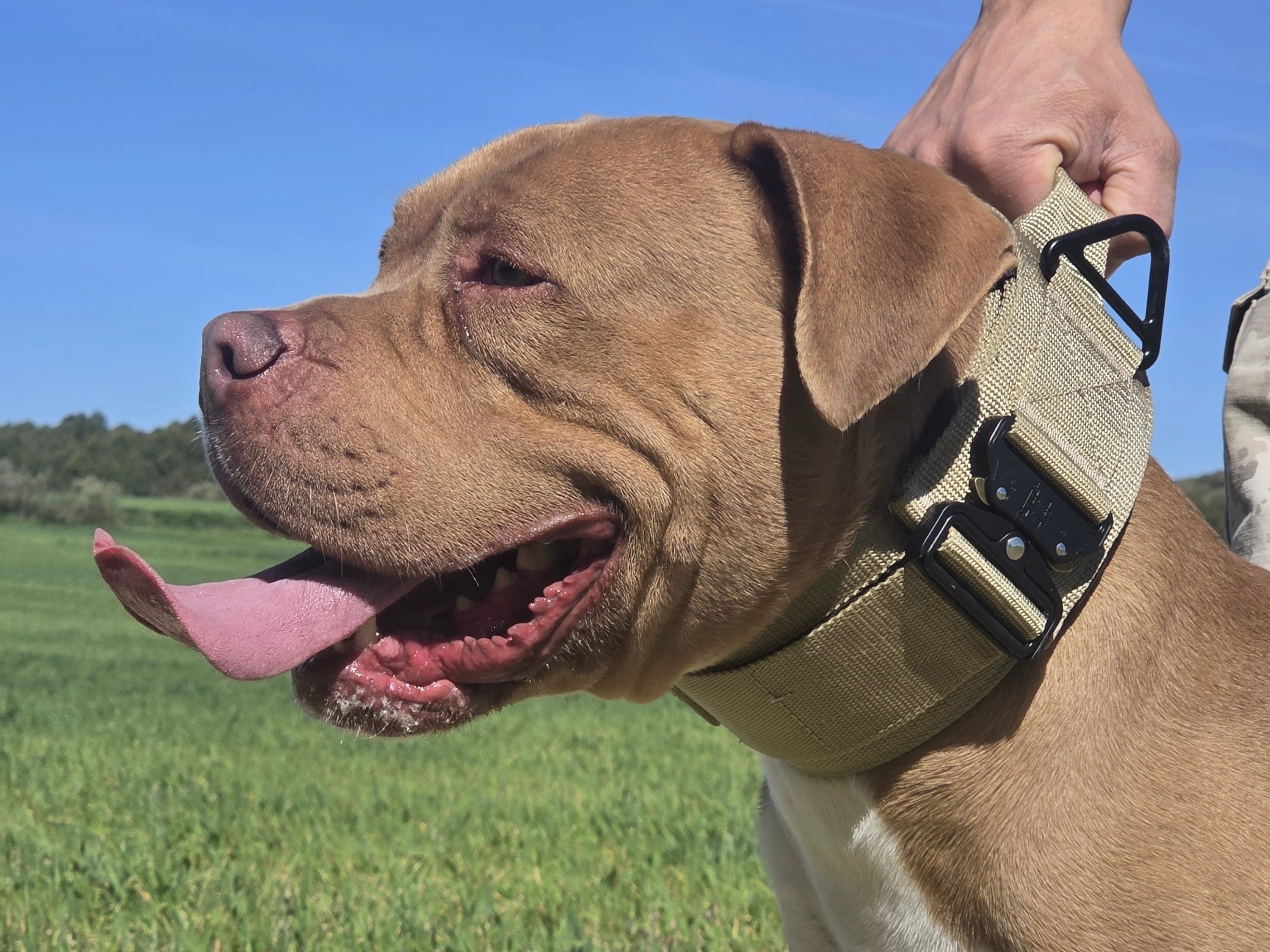 Collar táctico militar verde K9 Godthund cabeza de perro de presa bully
