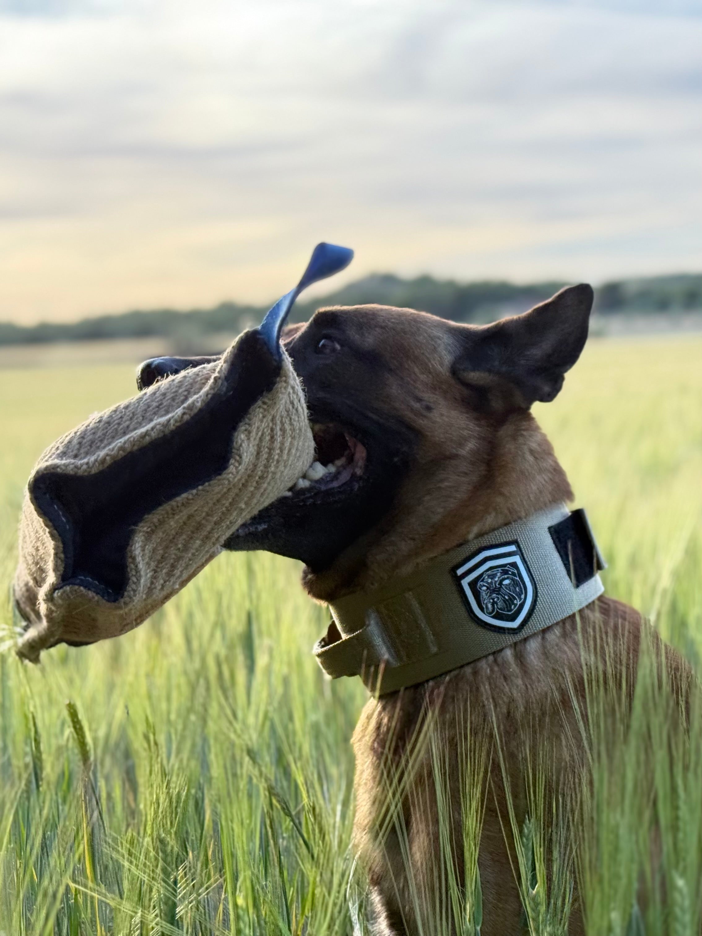 Malinois con collar táctico Godthund K9 verde oliva entrenando con mordedor en el campo