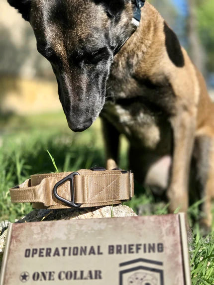 Perro de trabajo junto al collar táctico coyote Godthund K9 y su caja Operational Briefing